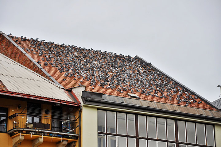 A2B Pest Control are able to install spikes to deter birds from roofs in Longford. 