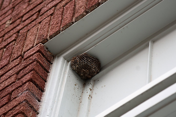 We provide a wasp nest removal service for domestic and commercial properties in Longford.